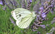 29th Jul 2013 - green-veined cabbage white feasting on lavender