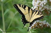 28th Jul 2013 - More Swallowtails