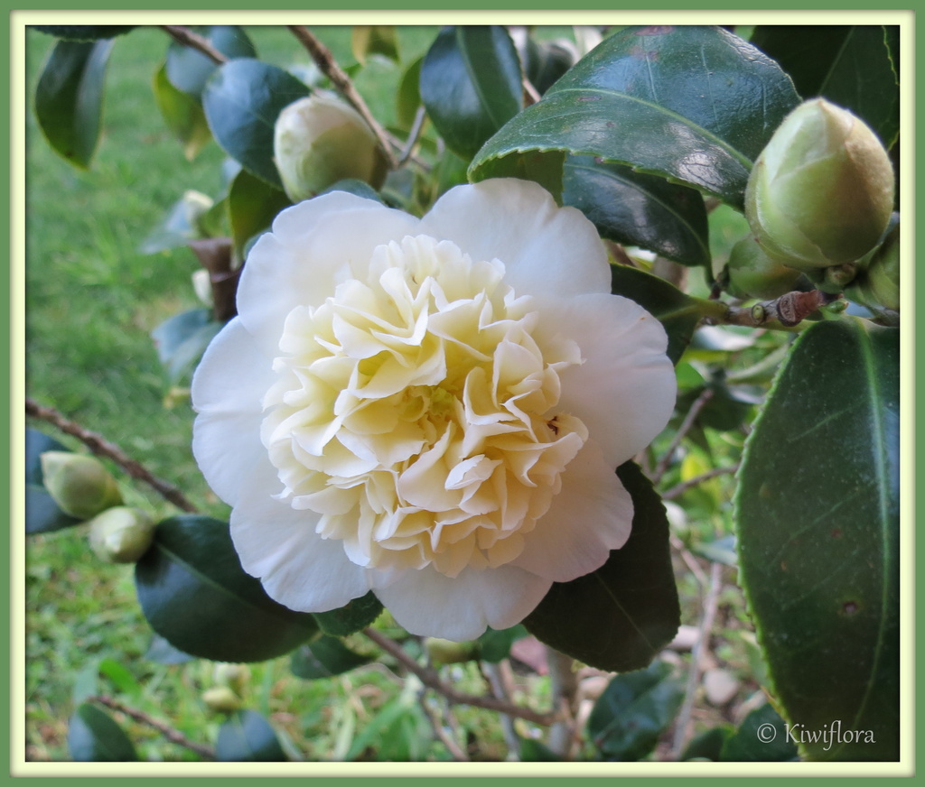 Camellia 'Brushfields Yellow' by kiwiflora