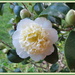 Camellia 'Brushfields Yellow' by kiwiflora