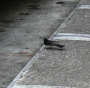 29th Jul 2013 - Willy Wagtail Workin' The Loading Bay
