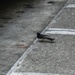 Willy Wagtail Workin' The Loading Bay by mozette