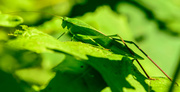 29th Jul 2013 - Grasshopper who thinks he is hiding!