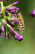28th Jul 2013 - HOVER-FLY