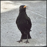 29th Jul 2013 - Sooty the Blackbird (1)
