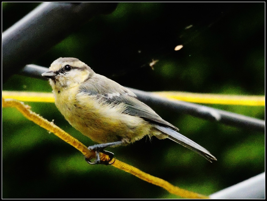 The young bluetits are back by rosiekind