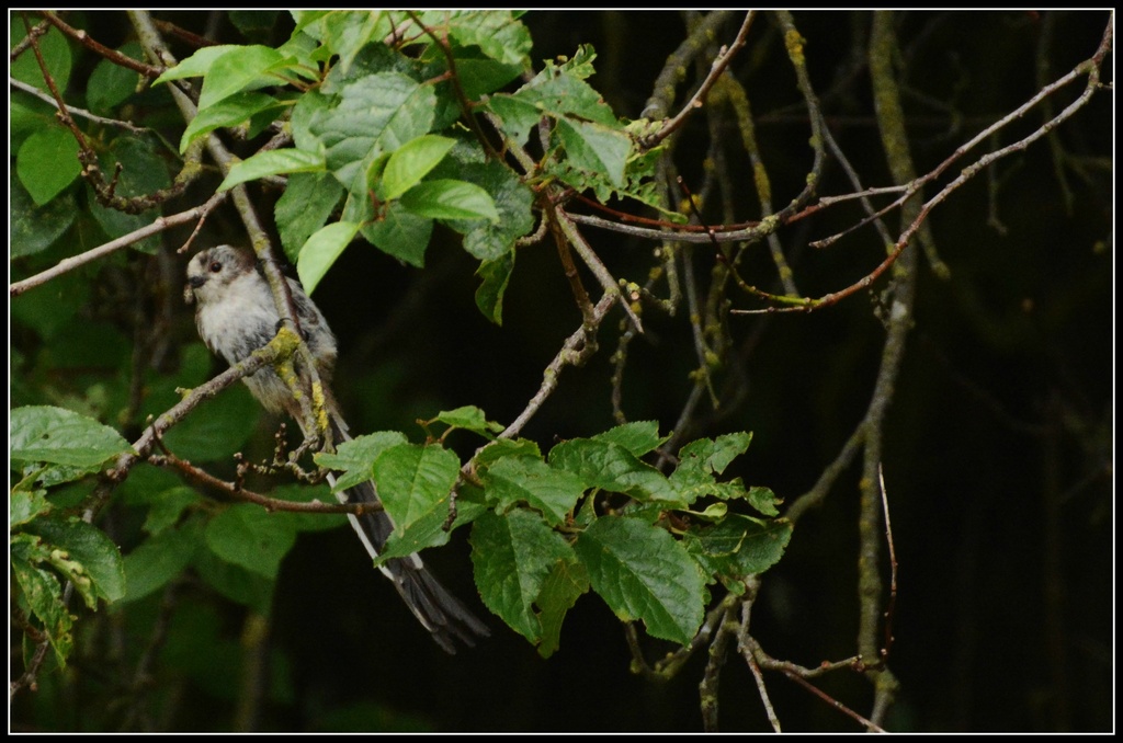 Young long tailed tit by rosiekind