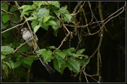 29th Jul 2013 - Young long tailed tit