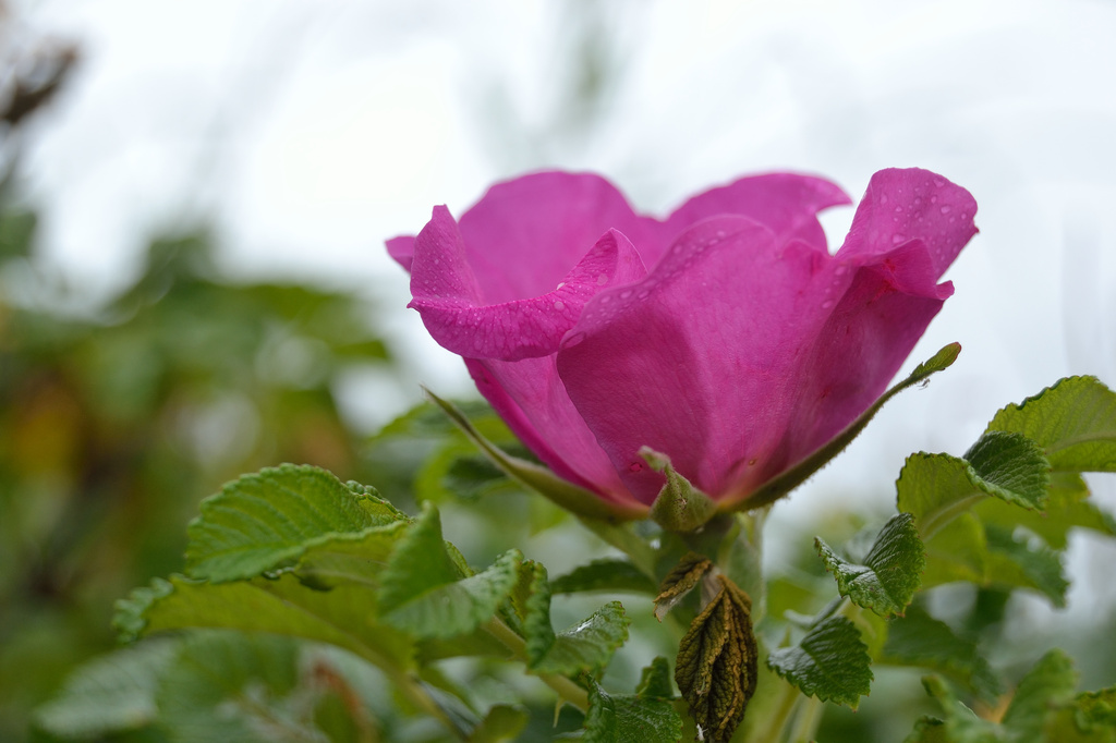 Wild rose by richardcreese