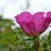 Wild rose by richardcreese