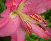26th Jul 2013 - Lily Time