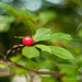 Cherry by ragnhildmorland