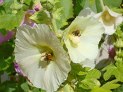 29th Jul 2013 - Busy bees.....