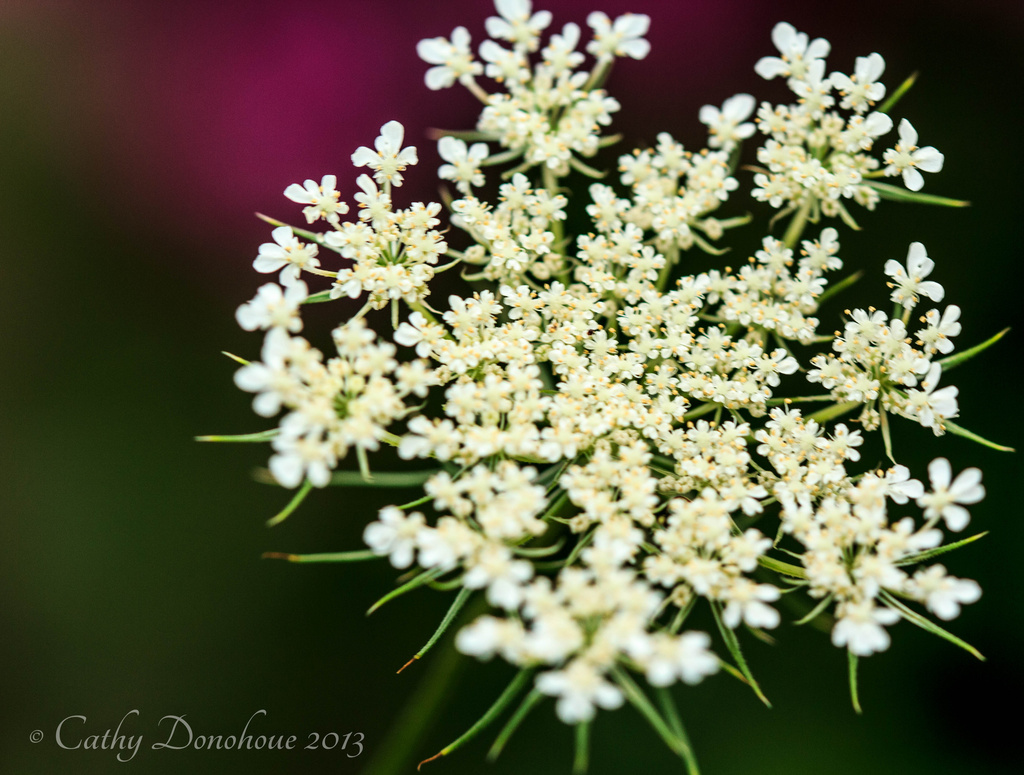 Queen Anne's Lace/weed by cdonohoue