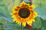 29th Jul 2013 - Sunflowers Debut