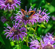 29th Jul 2013 - Butterfly