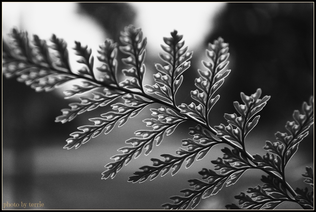 Frond by teodw