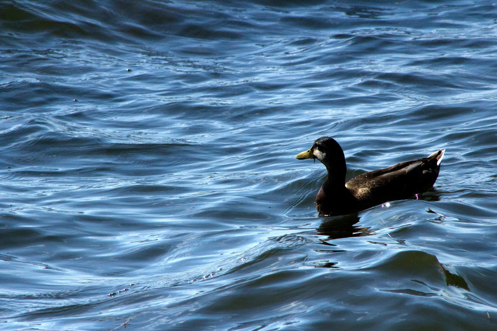 Riding the waves....yet another duck.:) by nanderson
