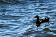 28th Jul 2013 - Riding the waves....yet another duck.:)
