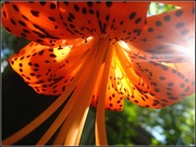 29th Jul 2013 - Sparkling Tiger Lily