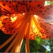 Sparkling Tiger Lily by olivetreeann