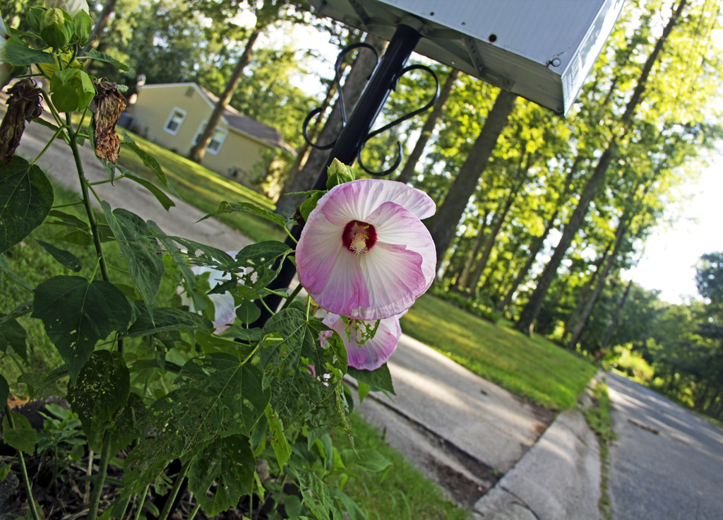 Flower and Mailbox by hjbenson