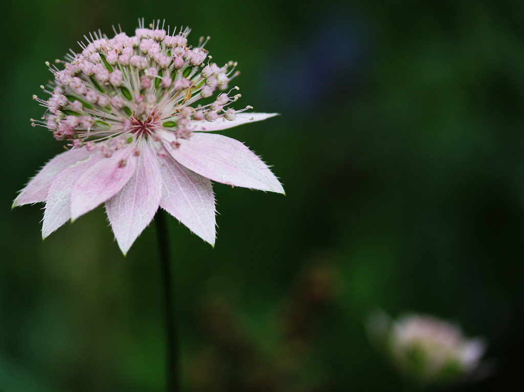 A Pink Flower  by shepherdmanswife
