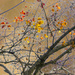 Autumn tree in winter by onewing