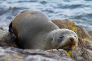 30th Jul 2013 - The Welly Seal of Approval