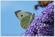 30th Jul 2013 - Large White Butterfly And Buddleia