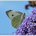 Large White Butterfly And Buddleia by carolmw