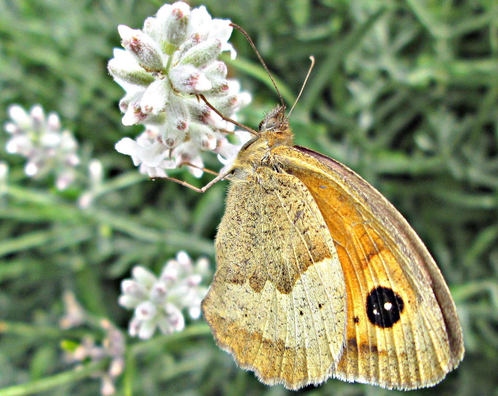 meadow brown butterfly on white lavender.......... by quietpurplehaze