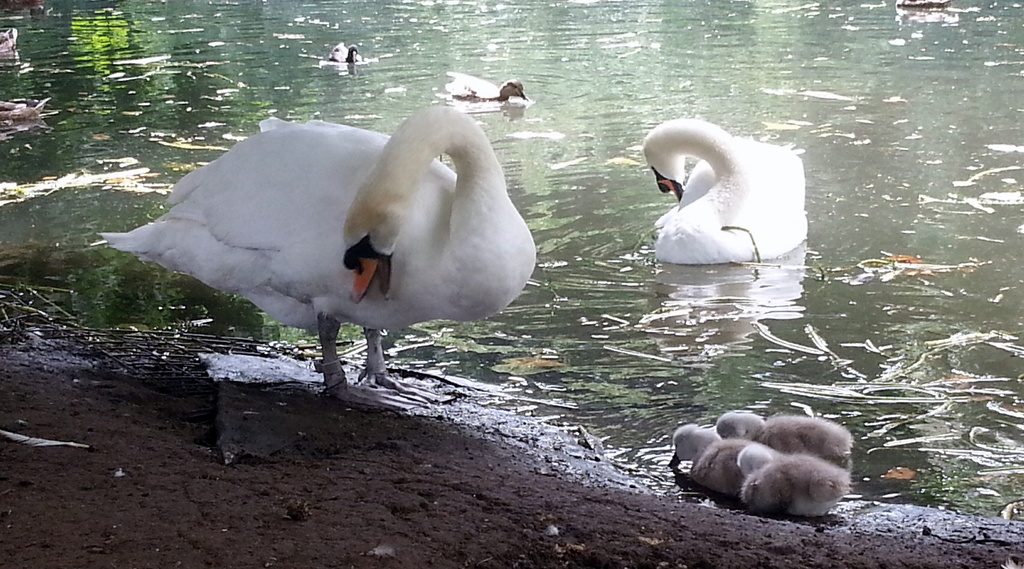 Feeding the swans and signets by fishers