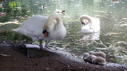 30th Jul 2013 - Feeding the swans and signets