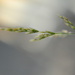 a sprig of grass by ziggy77