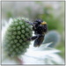 Soggy Bumble Bee by judithdeacon
