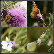 30th Jul 2013 - Butterflies & bee