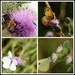Butterflies & bee by rosiekind