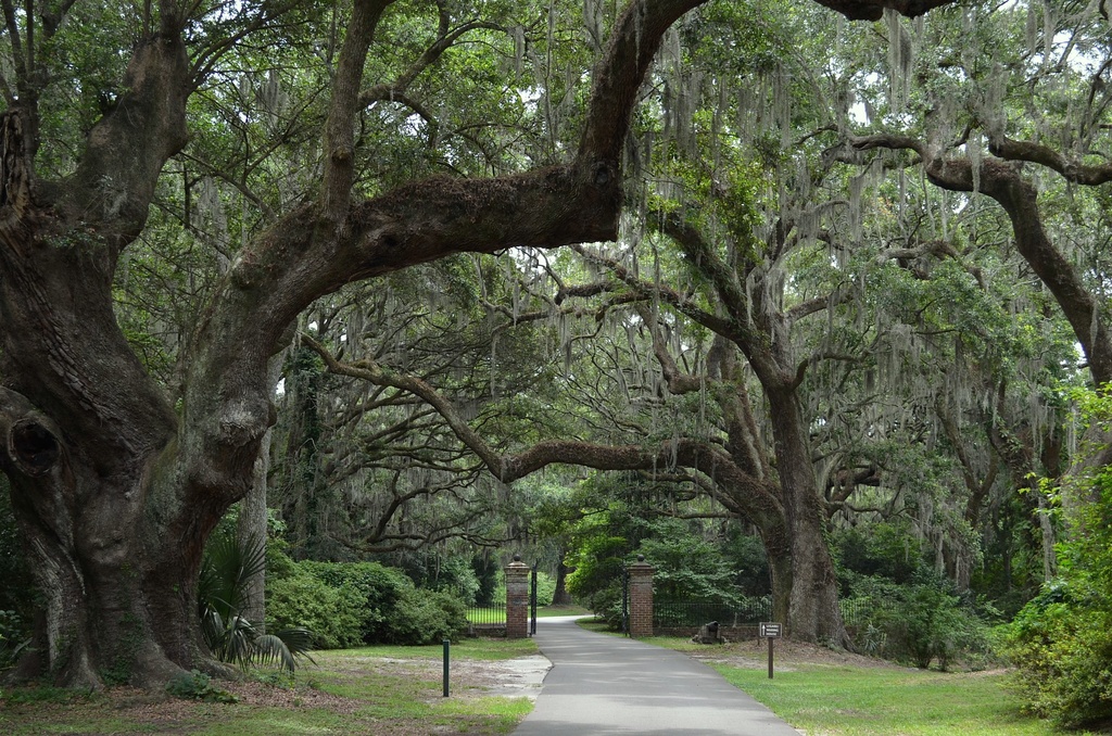 Live oaks at one of the entrances to the walking paths at our state historic site in Charleston, SC by congaree