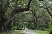 30th Jul 2013 - Live oaks at one of the entrances to the walking paths at our state historic site in Charleston, SC