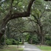 Live oaks at one of the entrances to the walking paths at our state historic site in Charleston, SC by congaree