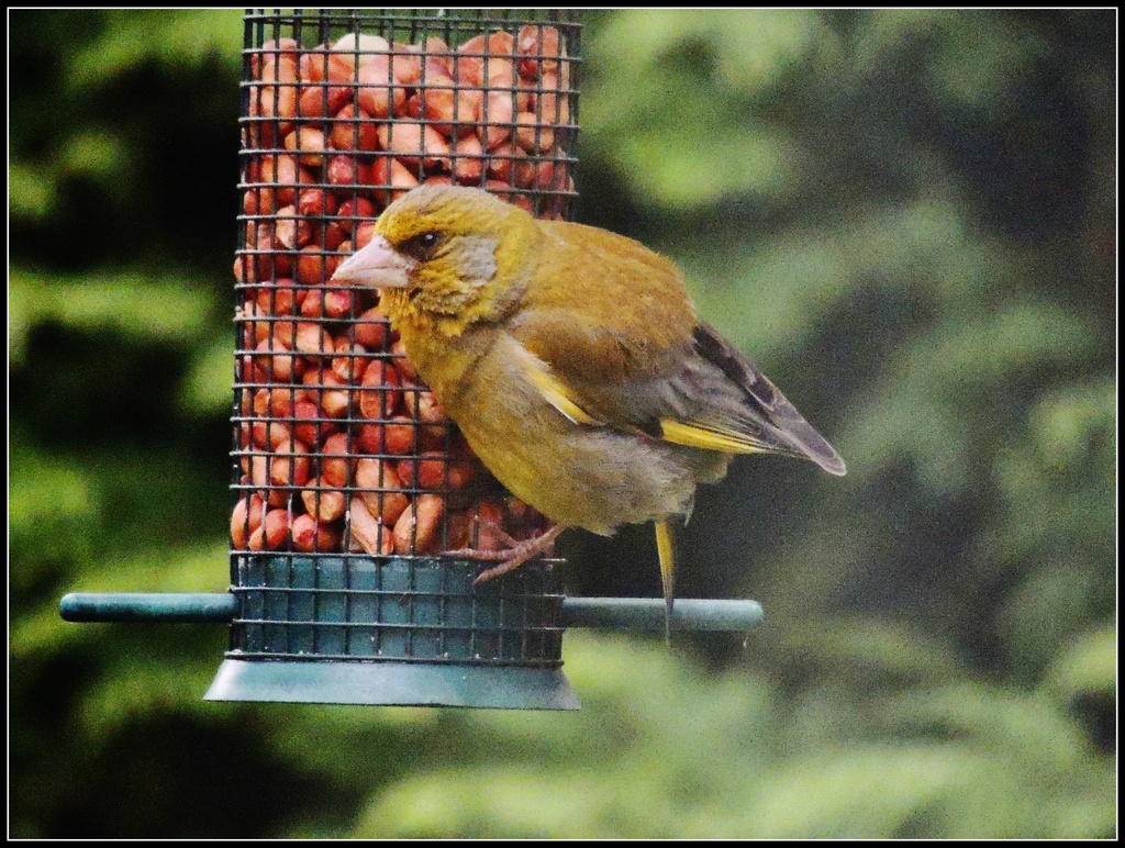 Greenfinches don't usually eat the nuts by rosiekind
