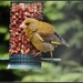 Greenfinches don't usually eat the nuts by rosiekind