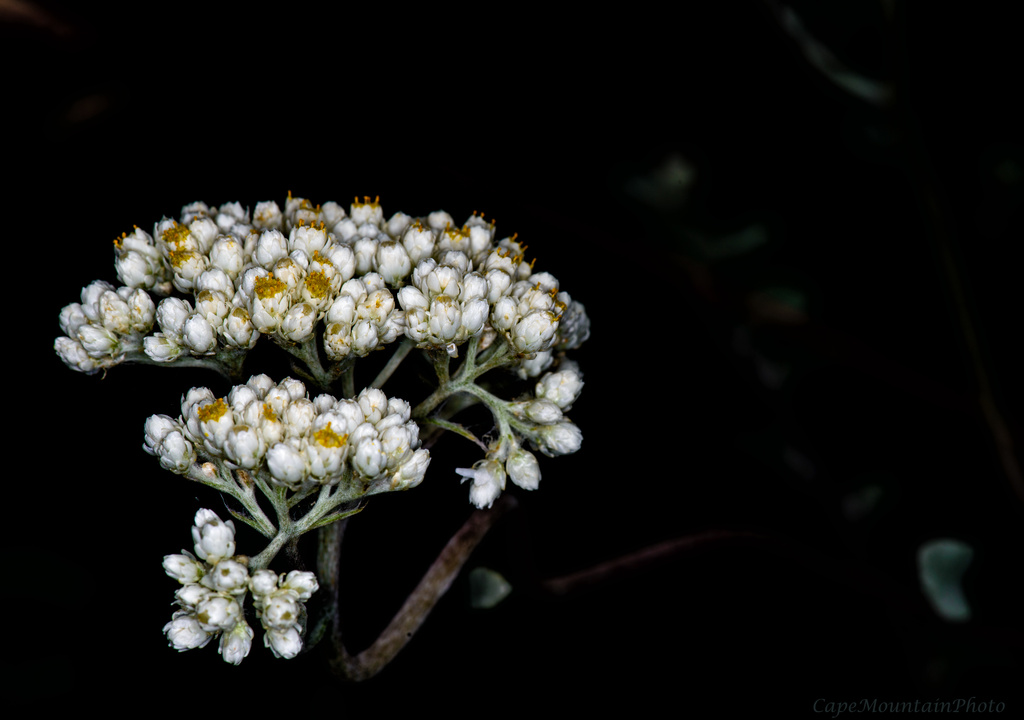 Silver Sage Flower by jgpittenger