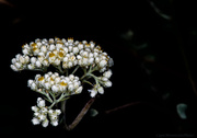 30th Jul 2013 - Silver Sage Flower