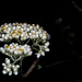 Silver Sage Flower by jgpittenger