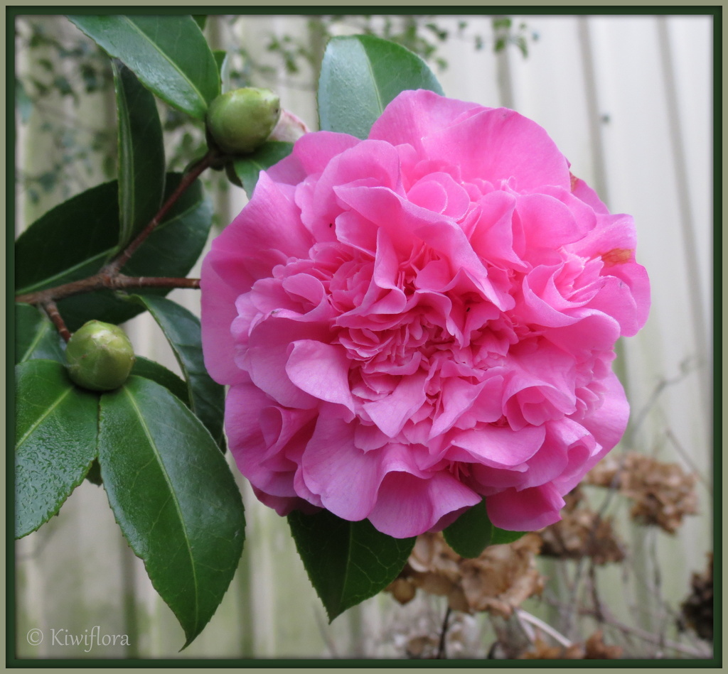 Camellia 'Debbie' by kiwiflora
