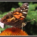 My first picture of butterfly by bruni