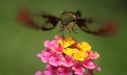 30th Jul 2013 - Hummingbird Hawk Moth