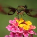 Hummingbird Hawk Moth by mzzhope